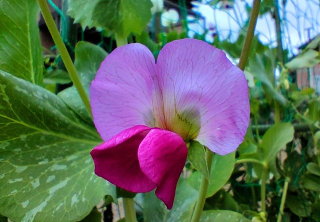 エンドウ豆の花