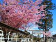 尾鷲神社の河津桜