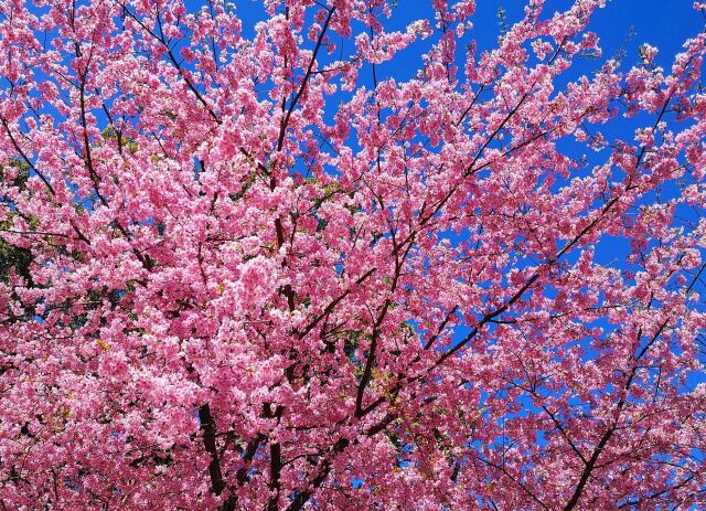 河津桜