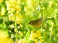 菜の花とメジロ