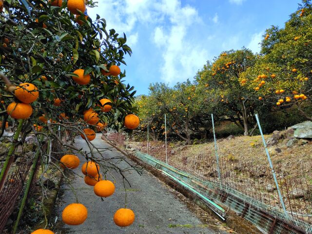 冬の甘夏