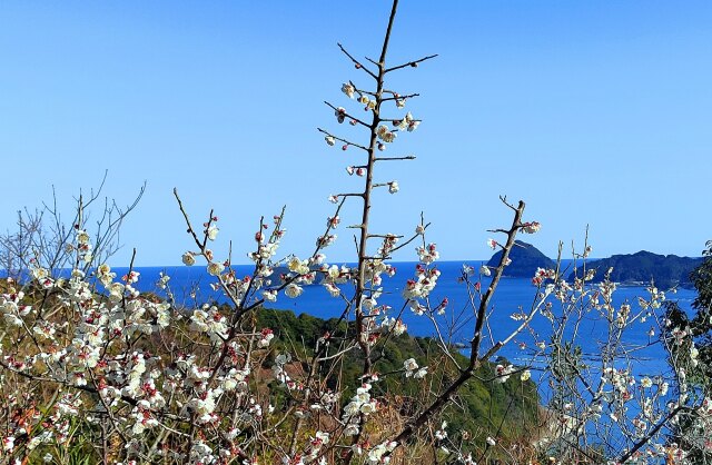 梅の花と冬の海