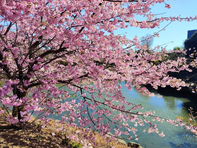 河津桜