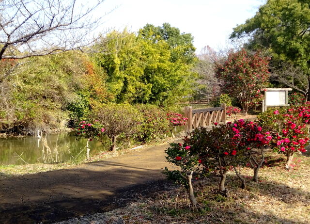 山茶花が咲く公園の散歩道