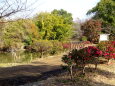 山茶花が咲く公園の散歩道