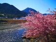 河津桜と清流銚子川