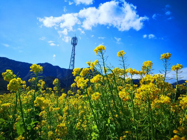 菜の花畑