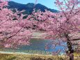 河津桜と清流銚子川