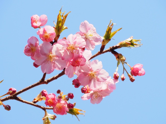 河津桜