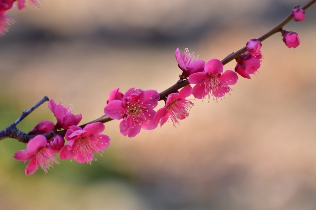 紅梅一枝