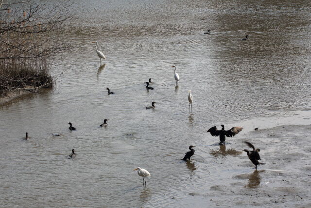 水鳥の宴会