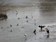 水鳥の宴会