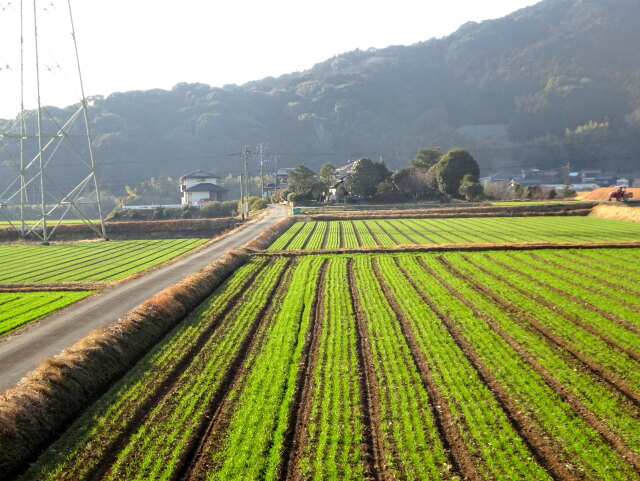 広がる早春のみどり