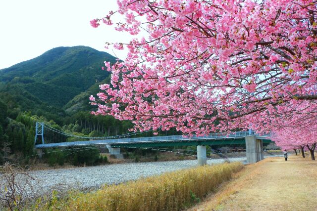 河津桜