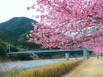 河津桜