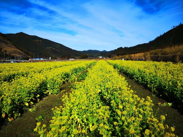 菜の花畑