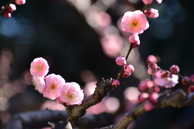 八重の紅梅