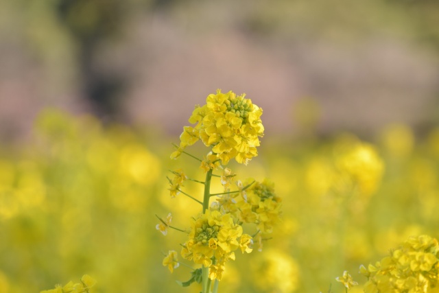 菜の花