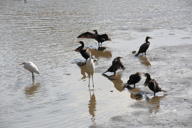 水鳥の宴会