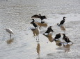 水鳥の宴会