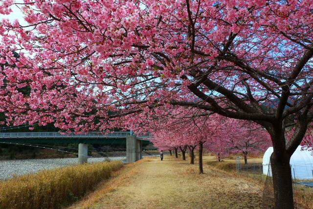 河津桜並木