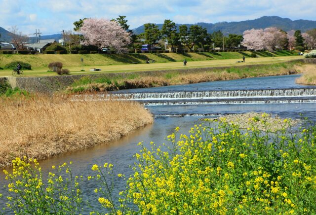 鴨川と菜の花