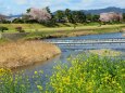 鴨川と菜の花