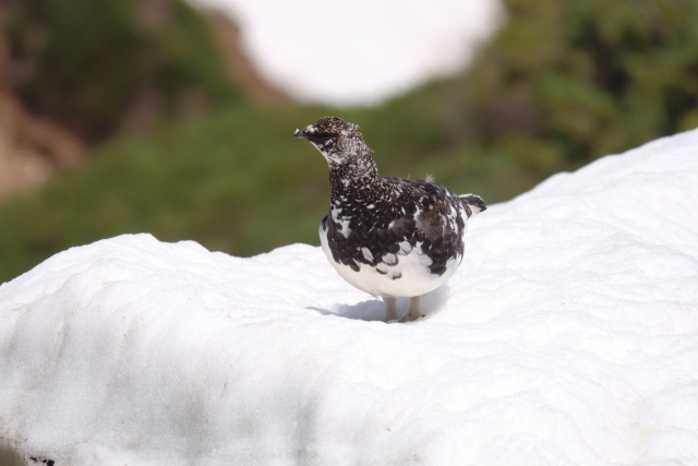 常念岳の雄雷鳥3