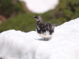 常念岳の雄雷鳥3