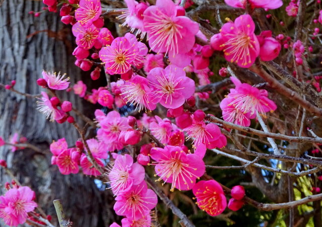 天満宮参道に咲いている紅梅