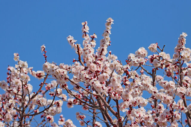 杏の花