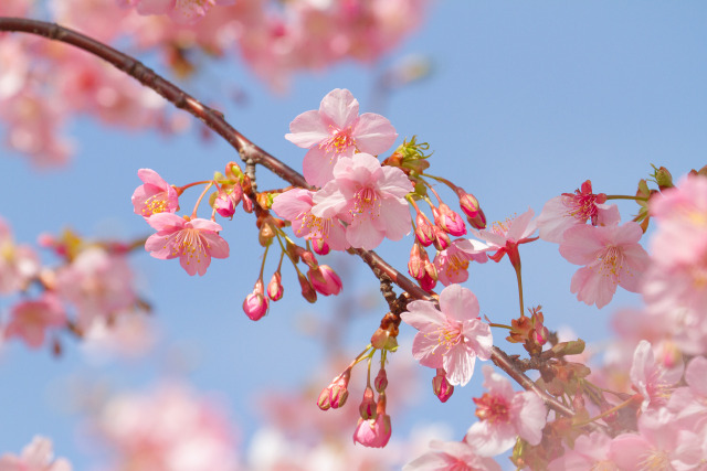 早咲きの桜