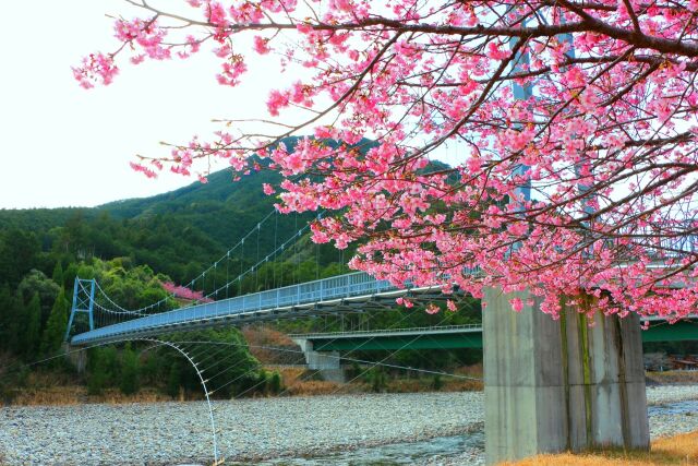 河津桜とつり橋