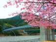 河津桜とつり橋