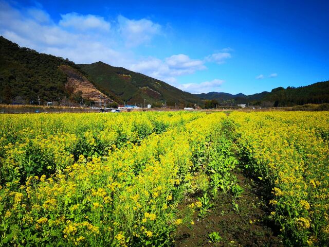 菜の花畑