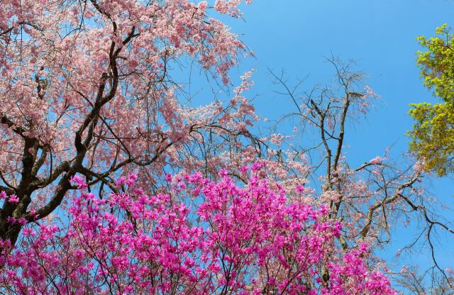 春の花