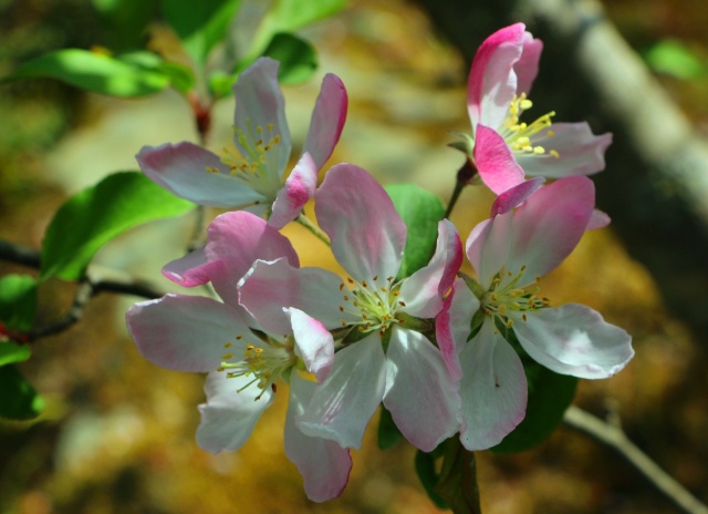 リンゴの花