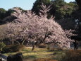 早咲きの桜