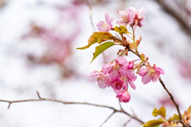 早咲きの桜