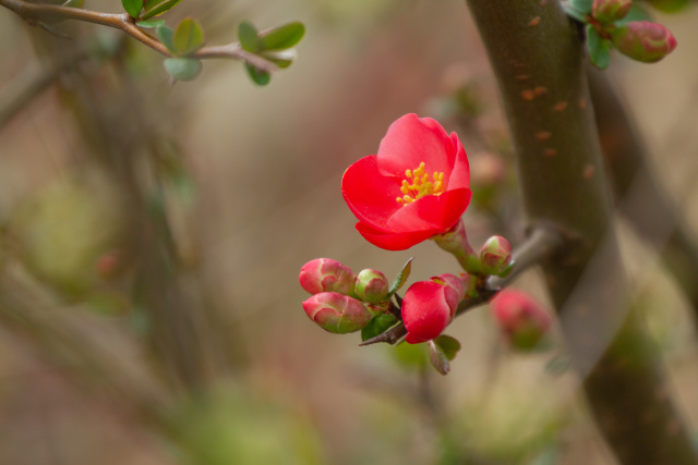 ボケの花