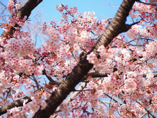 薩摩寒桜