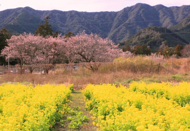 菜の花畑と河津桜