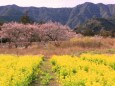 菜の花畑と河津桜