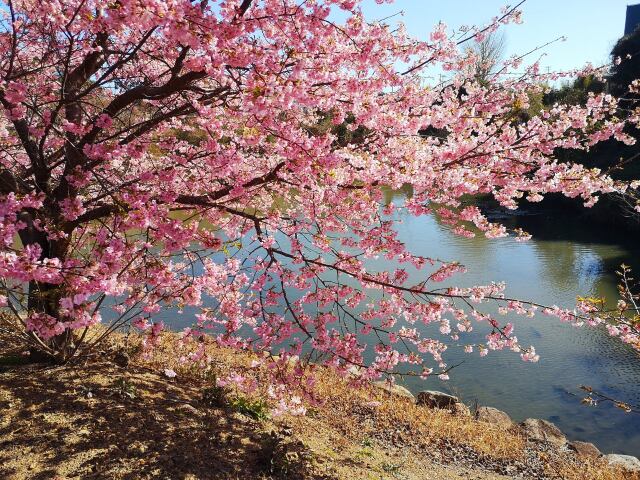 熊野の河津桜