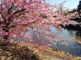 熊野の河津桜