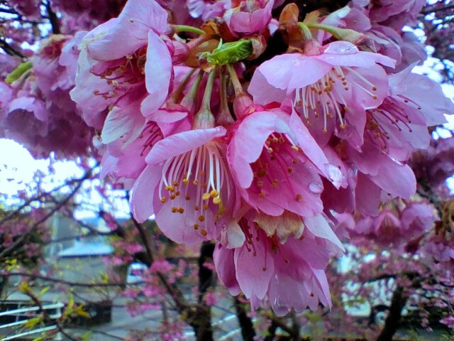 河津桜