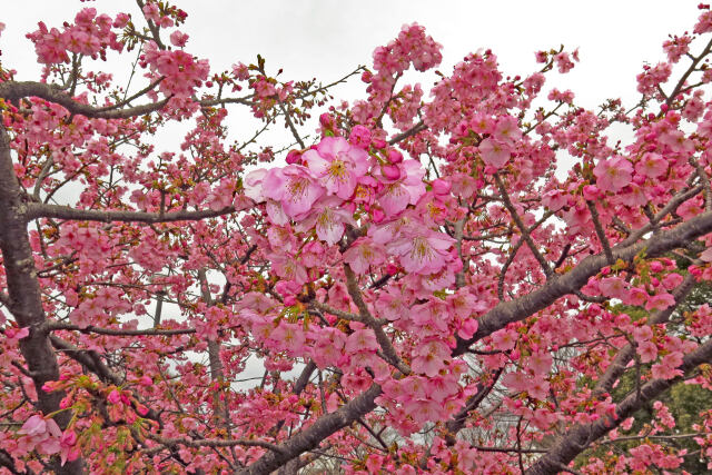 河津桜