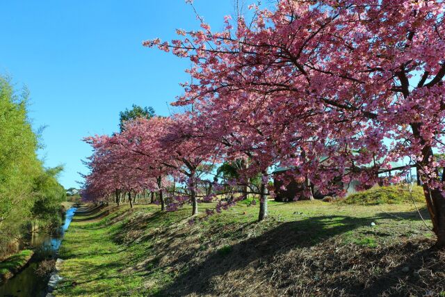 熊野の河津桜