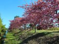 熊野の河津桜