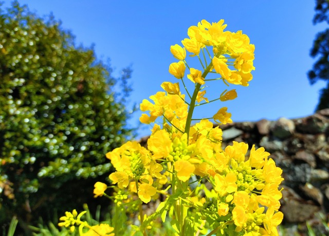 菜の花